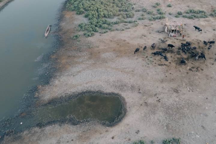 En Irak, las marismas de Basora agonizan: “Quizás ya sea demasiado tarde”
