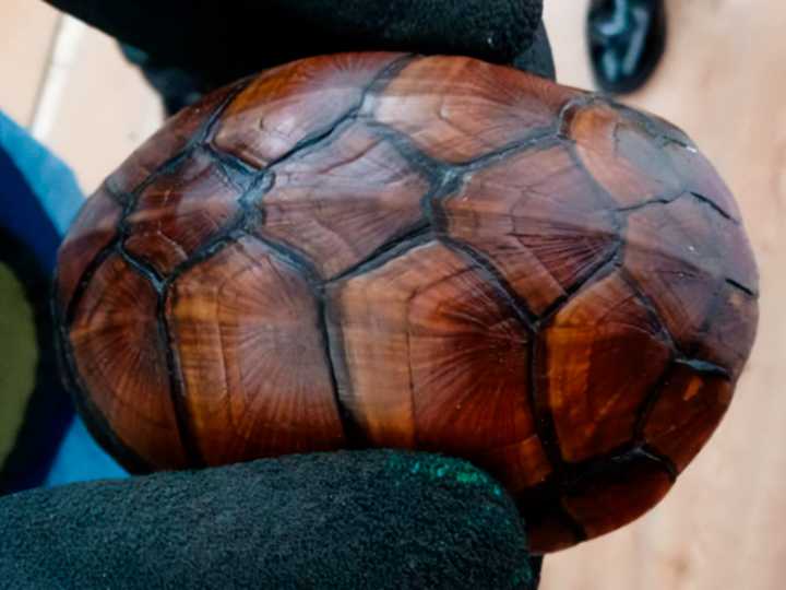 Rescata Profepa 774 torturas en aeropuerto de Tijuana