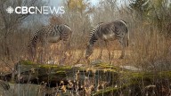 The Edmonton Valley Zoo says goodbye to its zebras