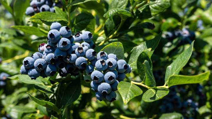 The Fragrant Herb That Can Help Your Potted Blueberries Flourish