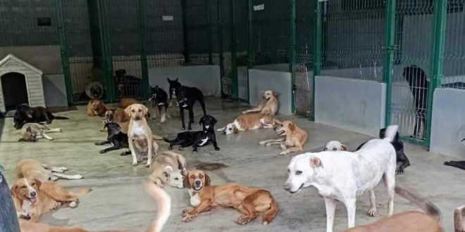 Avanza la protección animal