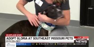 Heartland Pets: Gloria at SEMO Pets