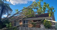 'Windstorm' rips off roof, brings down trees in coastal NSW
