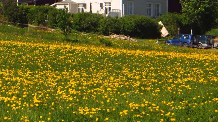 Mennonite Woman Awarded Top Prize in Annual Southern Manitoba Flower Festival