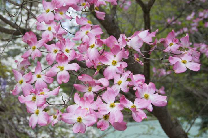 The #1 Tree to Plant in November for Stunning Spring Blossoms