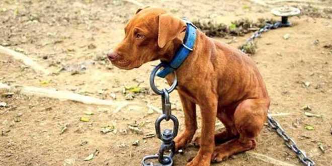 Mano dura contra el maltrato animal