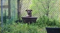 New York Pit Bull Abandoned In A Yard Waits For Someone To Show Her Kindness