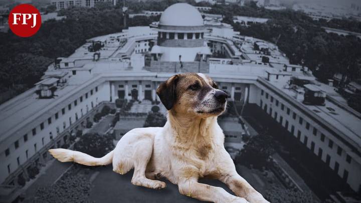 Indore News: After Supreme Court Verdict Effective Action To Be Taken Against Stray Dogs In City