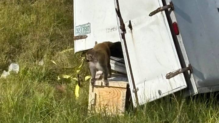 Last of loose monkeys in MS recovered. Here's what happened