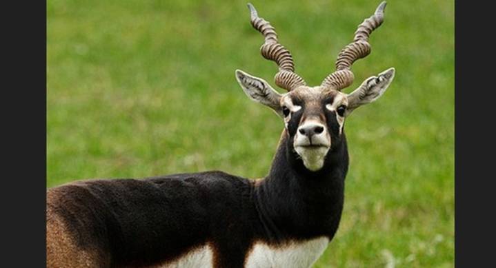 Karnataka blackbuck deaths rise to 29; initial probe suggests bacterial infection