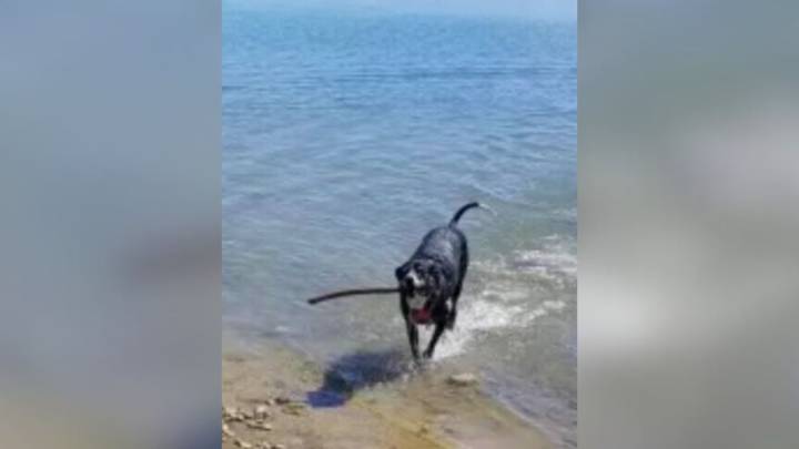 A Colorado Couple’s Worry Over Their Border Collie Turns Into A Hilarious Surprise g