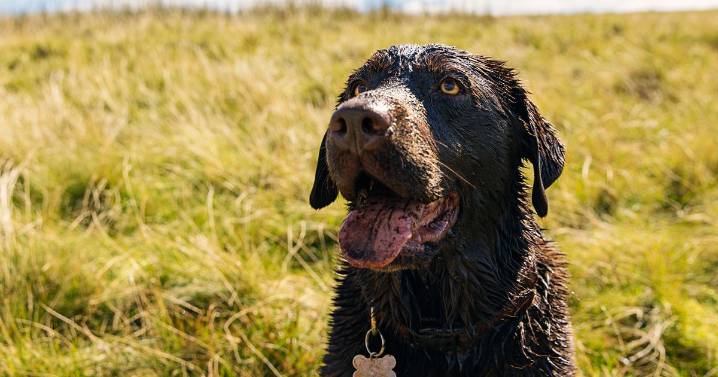 Rare flesh-eating dog disease symptoms amid slow UK case rise