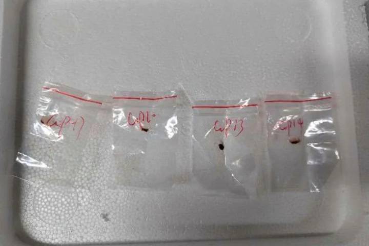 Chinese scientist to be deported after pleading guilty in fungus smuggling case