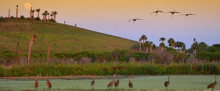 Bird-defending Audubon chapter defeats Florida development planned by nation’s largest homebuilder