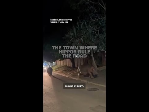 Hippos roam free in South African town