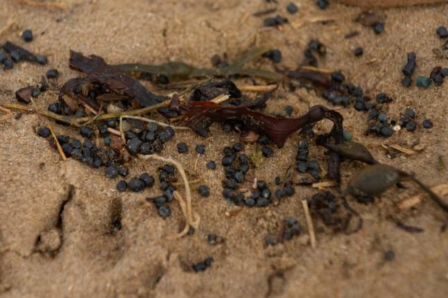 Dog walkers warned pets could choke in this popular spot after ‘catastrophic’ bio