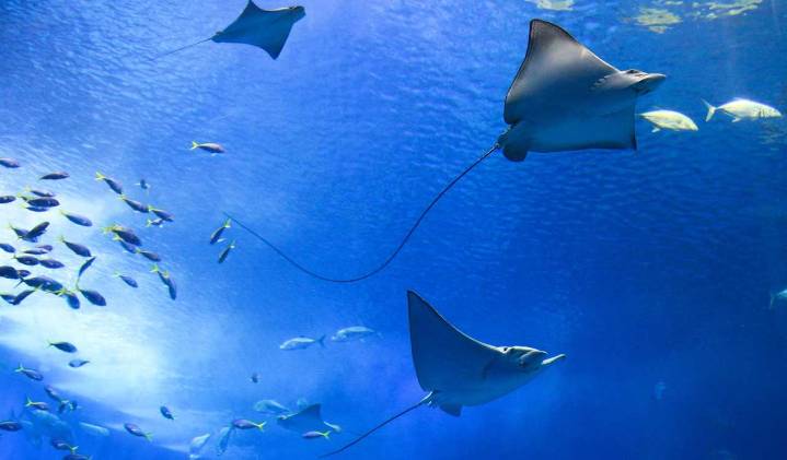 Mercury pollution in marine mammals is increasing