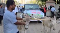 Pune Man Protests Using Donkeys To Pull Faulty Thar To Showroom, Video Goes Viral