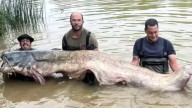 Pescan en el río Ebro el siluro más grande registrado en España