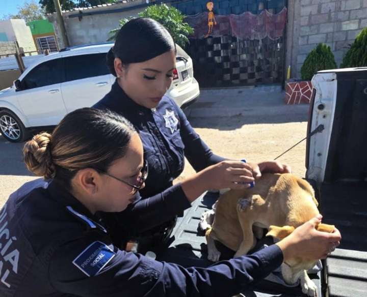 Policía Municipal rescata y adopta a canino lesionado en el fraccionamiento Parajes de San José
