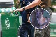 Debuta “Luksic”, el primer perro detector de armas: Carabineros logró la detención de cinco sujetos en Puente Alto y Colina