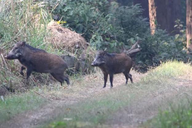 J&K: 3 Injured in Wild Boar Attack in Thanamandi