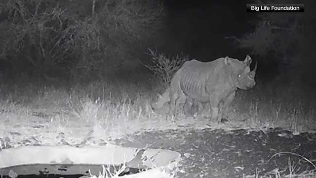 Birth of a critically endangered black rhino confirmed in a national park in Kenya