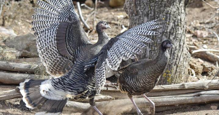 Earth, Wind and Fire: The gobbled become the gobblers