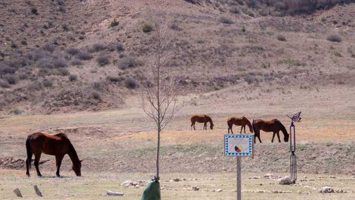 Panhandle ranchers, horse owners on alert as virus confirmed at Texas event