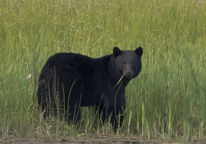 Black bear chases boy into Fayette County Family Dollar; no one injured