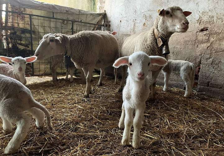 «Cualquier tonto vende hoy un lechazo fino a 100 euros»