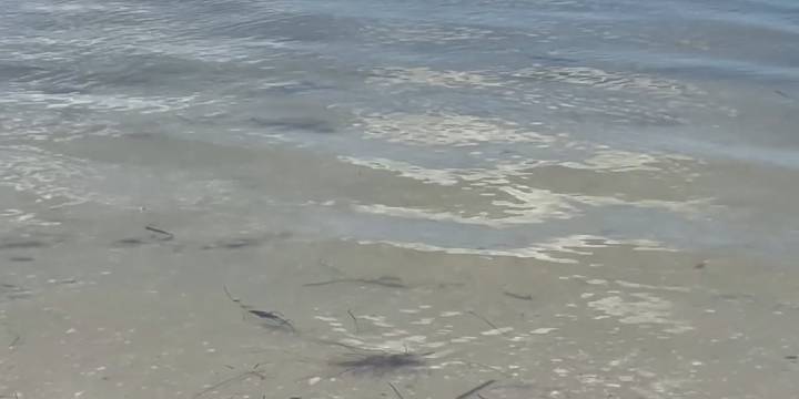 Tests reveal who’s behind Palma Sola Bay bacteria levels