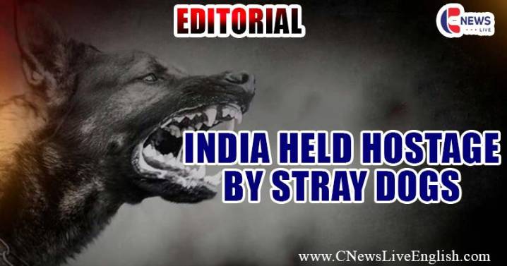 India’s Stray Dog Crisis: A Nation Held Hostage by Neglect, Fear, and Misplaced Compassion; When Protecting Dogs Costs Human Lives