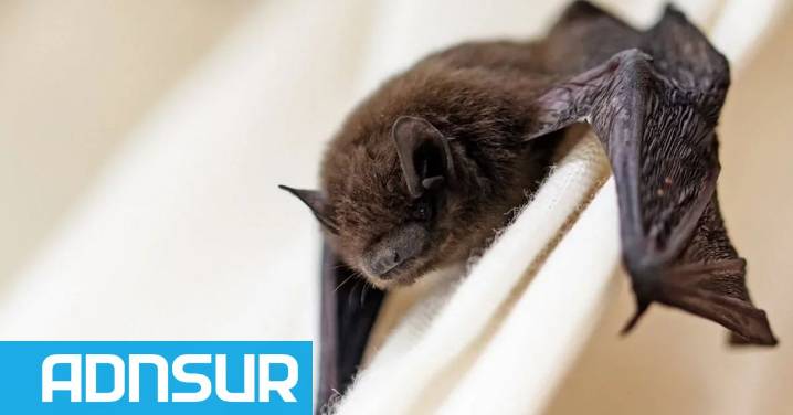 Confirmaron un caso de rabia en un murciélago y activaron un operativo sanitario en Puerto Madryn
