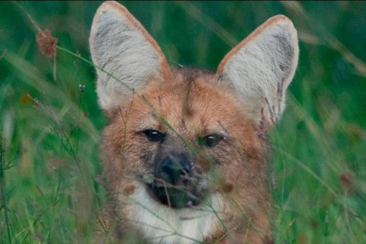 Murió atropellada “Chamarrita”, la aguará guazú rescatada en Paraná y liberada en reserva