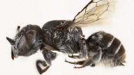 "Megachile lucifer": Descubren nueva especie de abeja con cuernos "demoníacos"