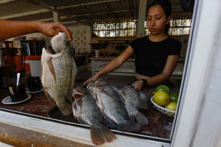 Agricultores de Morelos cambian su oficio por la producción de tilapia