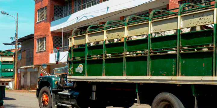 1.500 bovinos Brahman llegan al país