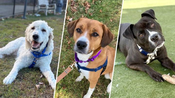MSPCA announces 2 days of ‘pay-what-you-can’ dog adoptions – NBC Boston