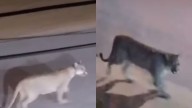 Video: un puma recorrió con calma las calles de Valeria del Mar y sorprendió a los vecinos