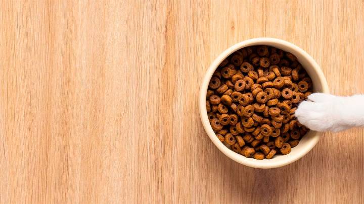 Un adiestrador explicó por qué no hay que obligar a un perro a comer cuando rechaza la comida