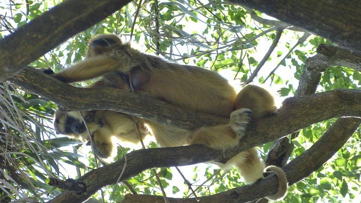 Zoonosis en el NEA: señales de alerta sanitaria en perros, primates y cabras de la región