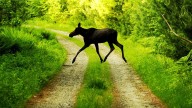 Nonprofit seeks volunteers for moose study on Isle Royale. How to volunteer