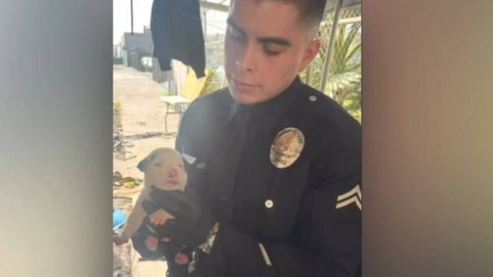 Dogs rescued from Skid Row puppy mill