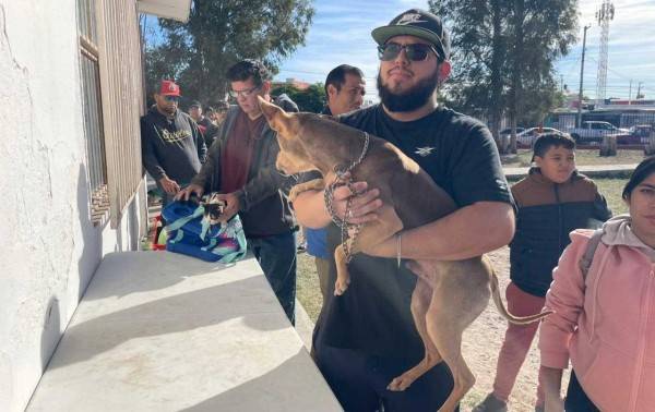 Esterilización gratuita hoy; aceptan mascotas sin registro