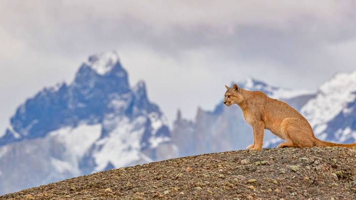 El único Parque Nacional de Sudamérica en el que se pueden avistar pumas en libertad