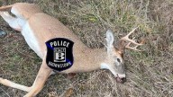 Deer illegally killed in Brownstown Township, police say