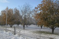 Pide Raúl Onofre a Sader federal apoyo emergente para los nogaleros de Coahuila al caer la producción de nuez