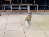 Fue a “votar” a la mesa 21 de Pirque y la delataron: “La vi cazando un ratón hace poco”