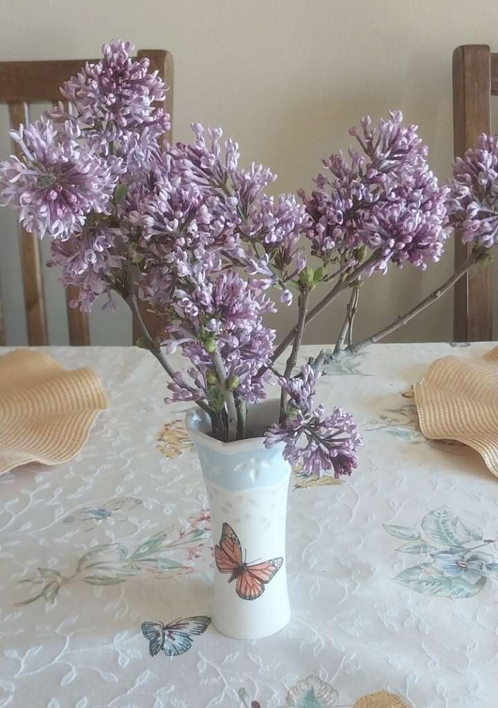 Lilacs blooming in October likely have fungal disease